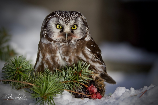 Boreal Owl Stare Down! Ruth Lake, BC