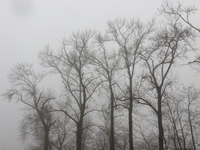 Heavy Fog London Road, Richmond, BC