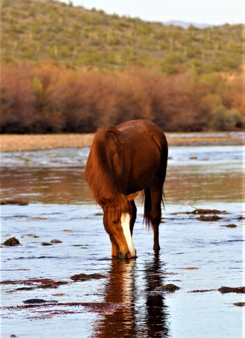Wild Horse Salt River, Arizona, USA