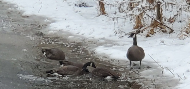 Geese feeding Hartley Bay, BC