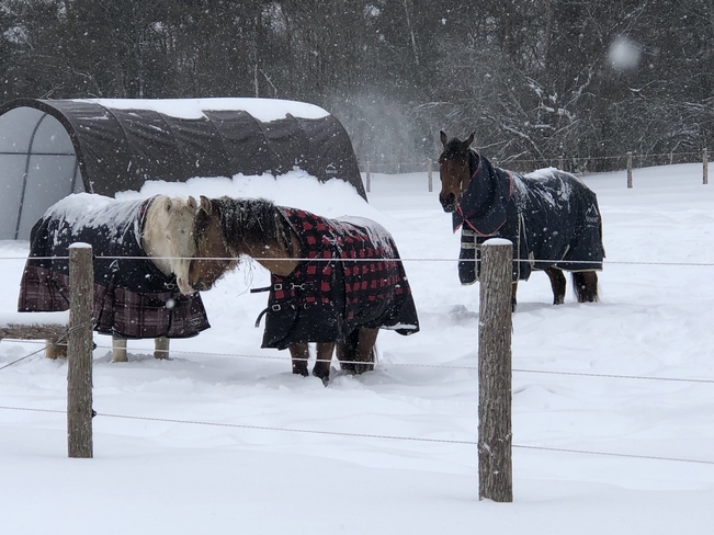 Horses in the storm Scugog, Ontario, CA