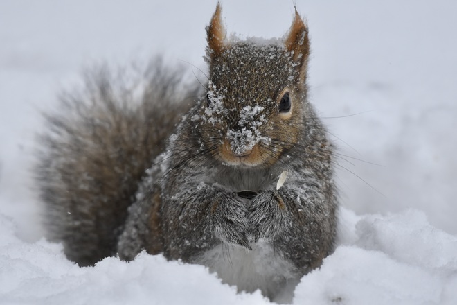 "Snowy squirrel" Oakville