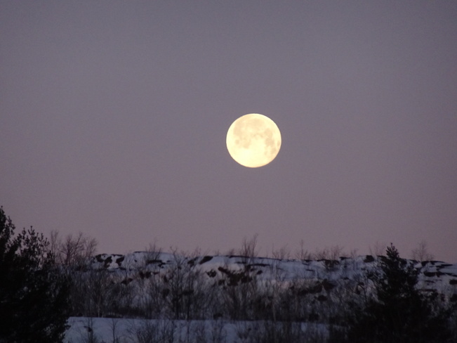 Beautiful Wolf Full Moon In The Morning Sudbury, ON