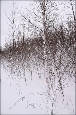Lone Birch Tree Dunnville, ON