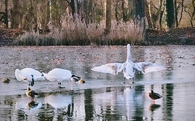 Swans dancing on the ice... Vác, PE