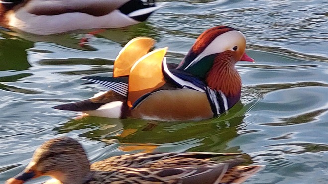 Mandarin duck in the lake today Vác, PE