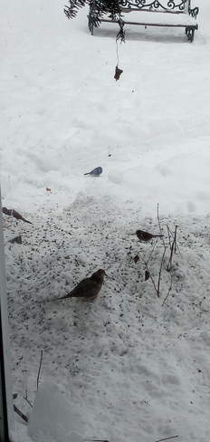 2 doves and 2 juncos Pointe-Claire, QC