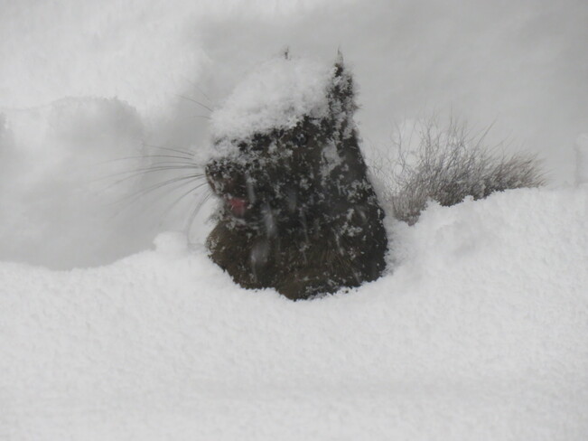 Squirrel building tunnels in the snow storm to get at the bird food on ground Ottawa, ON