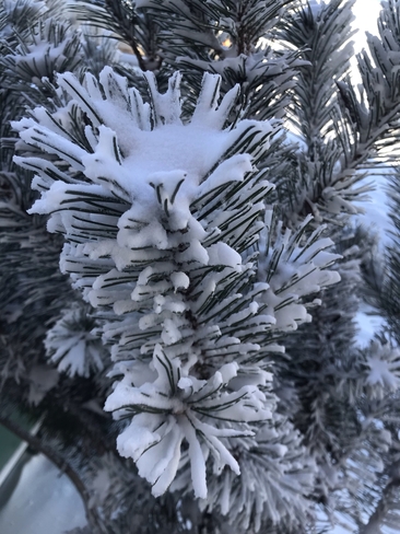 Frosty needles Calgary, Alberta, CA