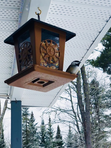 Chickadees Elgin, New Brunswick, NB