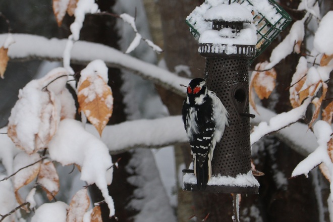 Woodpecker Hilden, NS