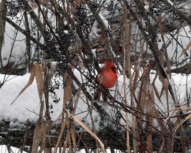 Cardinal Newmarket, Ontario, CA