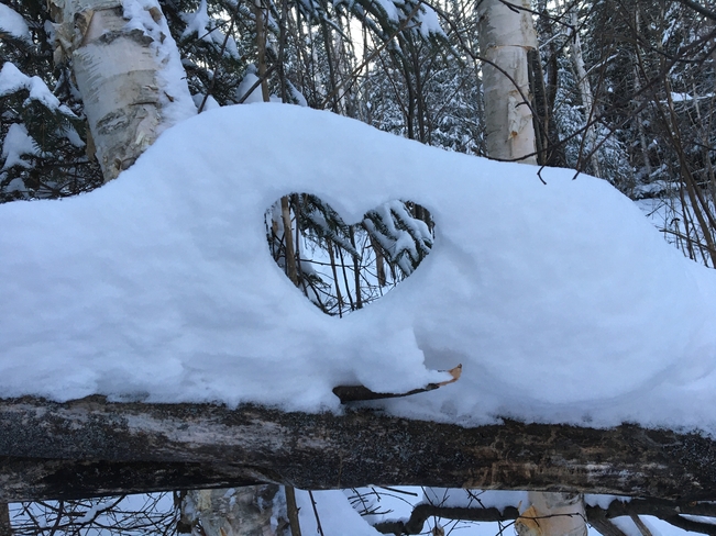 Le cœur de la forêt!! Bois-Franc, Québec, CA