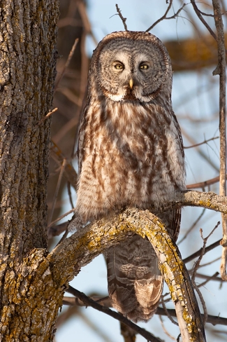 Great Gray owl Commanda, Ontario, CA