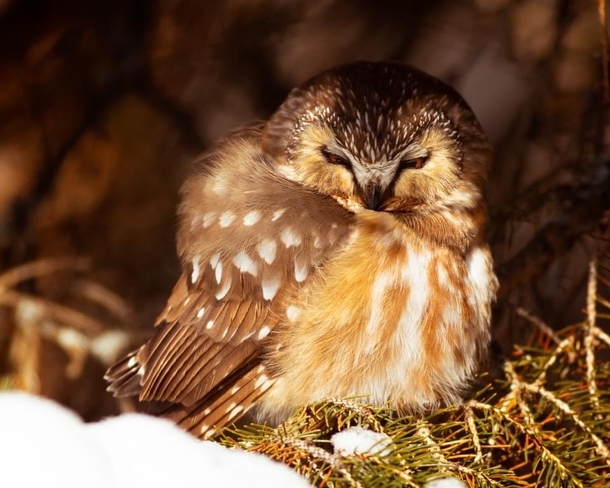 Northern saw-whet owl Commanda, Ontario, CA
