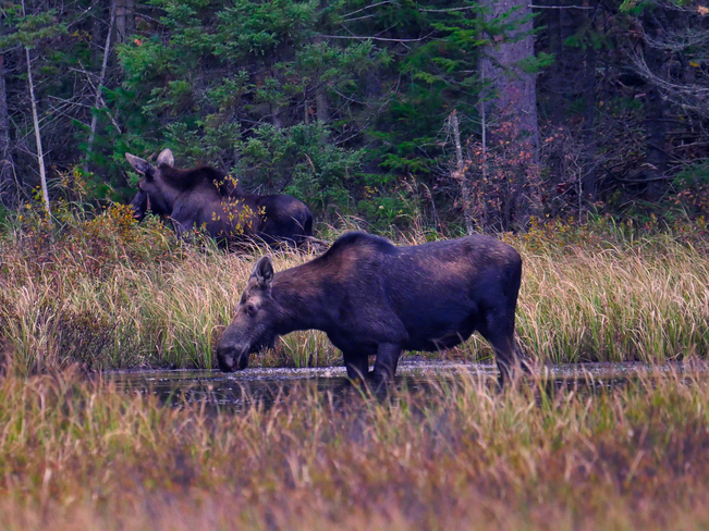 Moose in the Marsh Algonquin Park, ON