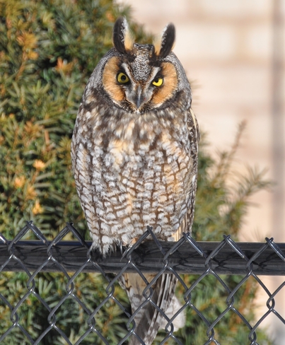 Great Horned Owl Burlington, Ontario | L7M 1X5
