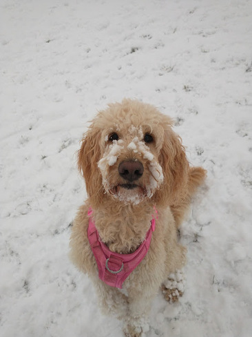 Agnes in the Snow Cambridge, ON