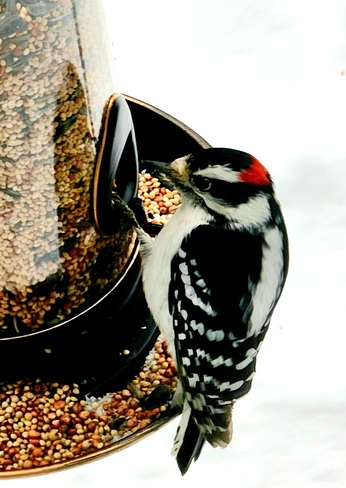 Hairy Woodpecker Huntsville, ON
