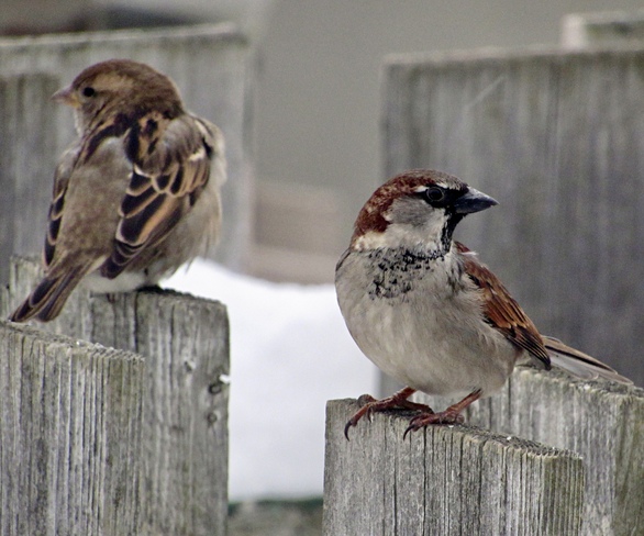 Two sparrows Cornwall, ON