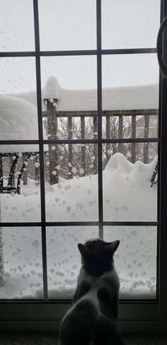 Cat in the window Woodstock, ON