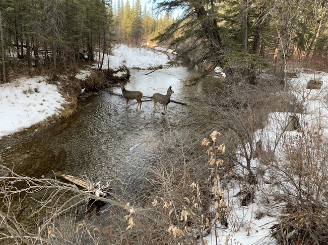 Two deer posing on a stream. Calgary
