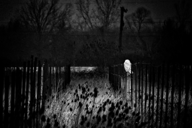 Snowy Owl in the Spotlight St. Catharines, ON
