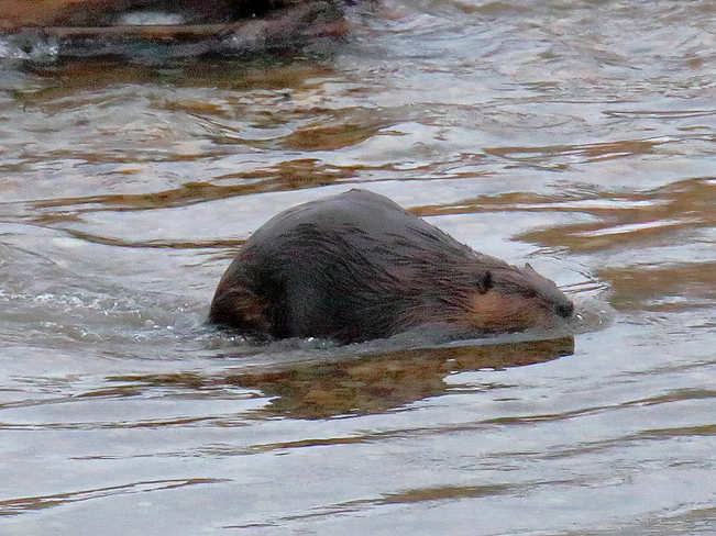 Beaver in North Saskatchewan River Edmonton, AB