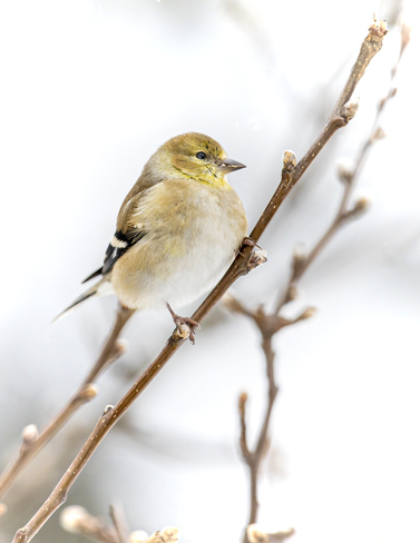 Bird Kilbride, Burlington, ON