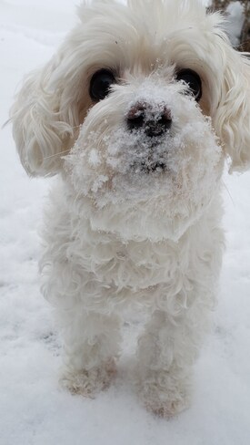 Snow dog Scoudouc, NB