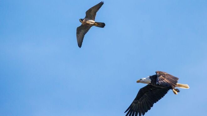 Peregrine Falcon and Bald Eagle Chilliwack, BC