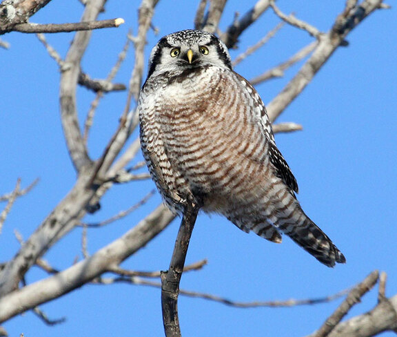 Late afternoon owl Ottawa
