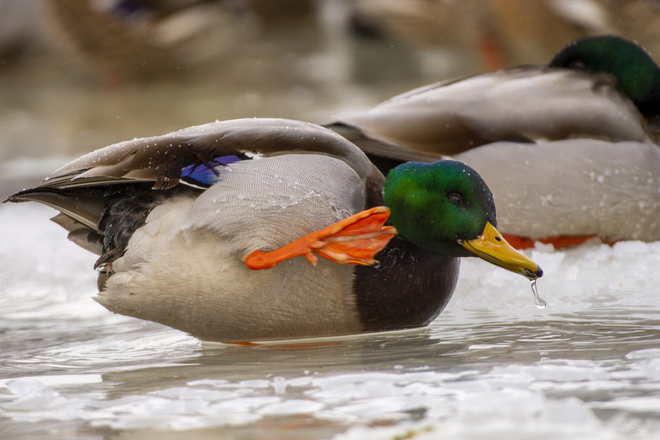 Mallard ducks posing Collingwood, ON