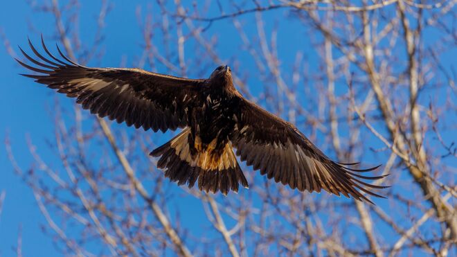 Golden Eagle Chilliwack, BC