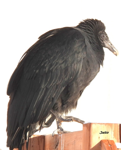 Le vautour Dalhousie, NB