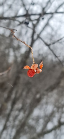 One red crabapple, a winter pop of colour in the forest Ottawa, ON