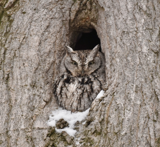 Little screech owl Tiny, Ontario, CA