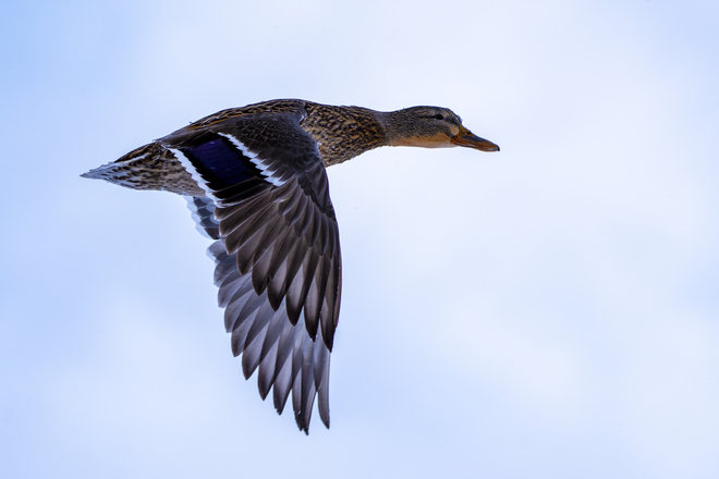 ducks in flight Collingwood, ON