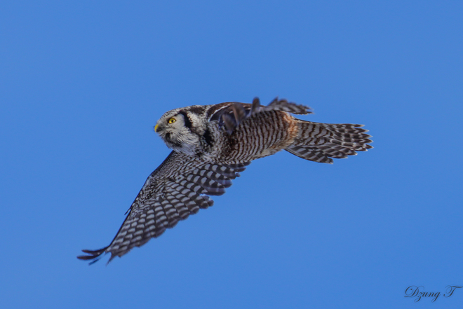 Northern Hawk-owl Ottawa, ON