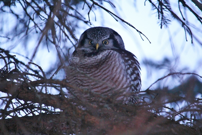 Northern Hawk Owl Ottawa, ON