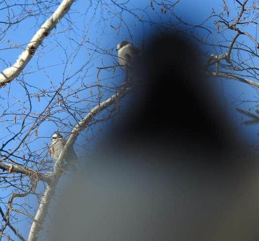 Canada Jays photobombed by a chickadee Algonquin Park, ON