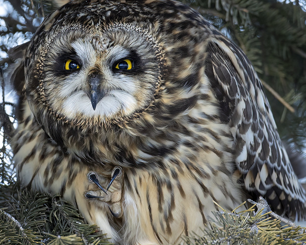 Short eared owl Toronto, ON