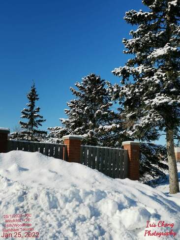 Jan 25 2022 -10C Picturesque -Second day of fresh snow. Sunny morning -Markham Markham, ON