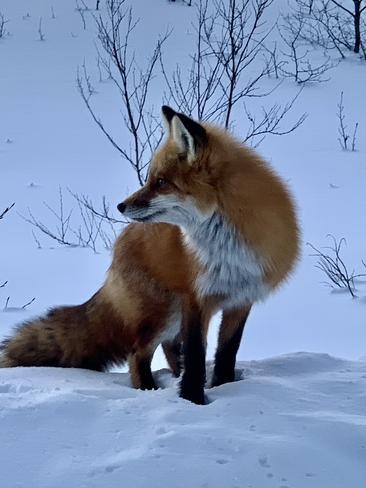 Red fox braving the cold Hornepayne, Ontario, CA