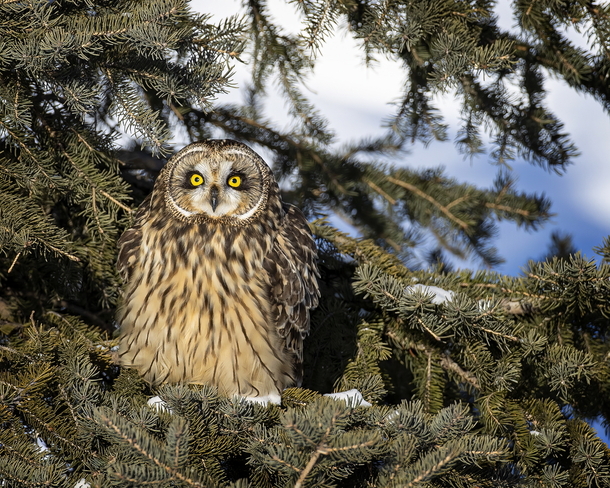 Short eared owls Toronto, ON