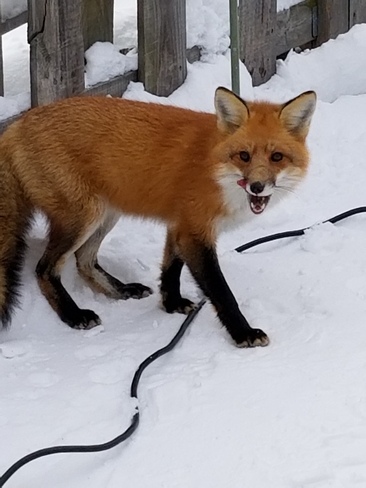Fox Chapleau, ON