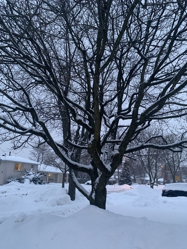 Winter at its best.. North York, Ontario | M2J 2G9