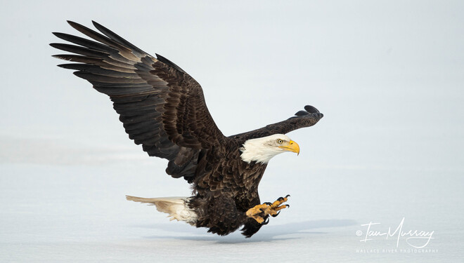 Coming in fast - Bald Eagle RCHM+FJ North Wallace Bay, NS, Canada