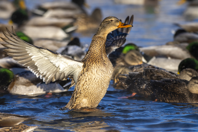 Mallard ducks Collingwood, ON