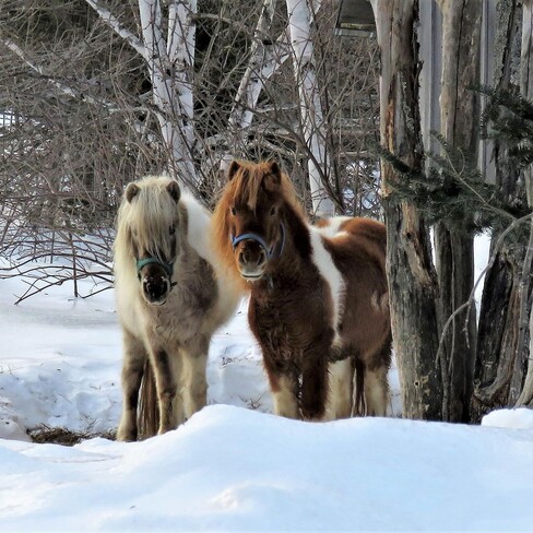 chevaux et neige Hacheyville, NB